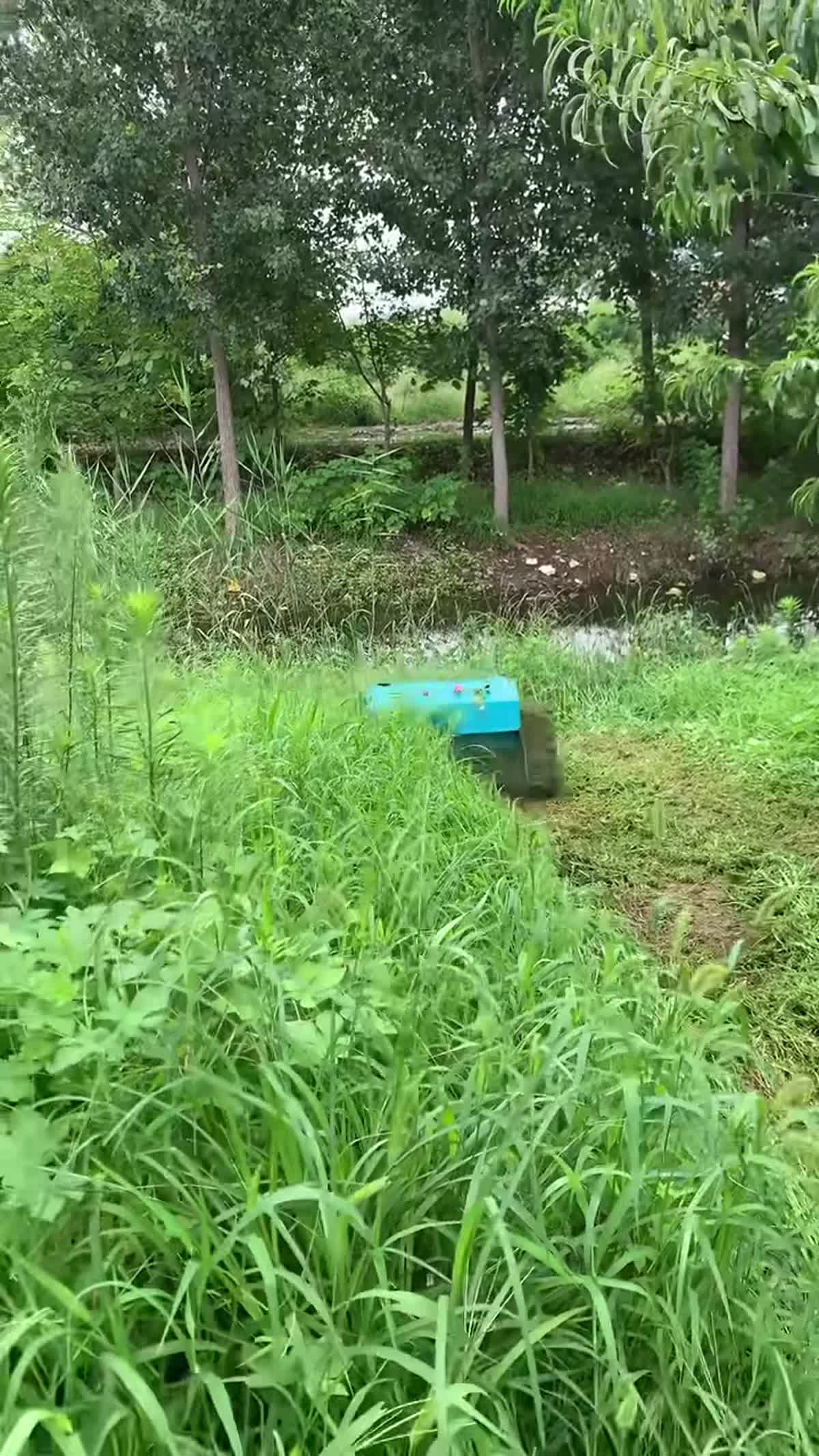 R55 dans les herbes hautes